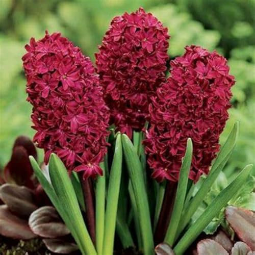 Hyacinth Bulbs Mix Golden Jade Carving Feels Perfect UK Now Simple Planting Perennial Strong Plants That Grow Well for Planting Now UK