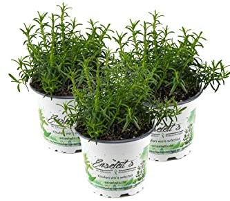 Rosmarin hängend im 12 cm Topf - Rosmarinus officinalis 3 Marktfrische Pflanzen