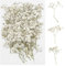 Cayway 60 Stück Getrocknete Gepresste Blätter, Natürliche Getrocknete Blumen, Natürliche Trockene Blätter für DIY Harz Schmuck Nail Crafts Art Blumendekoration