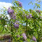 Glicine Rampicante a Fiore Viola, 2 piante alte 200/225 cm, vaso Ø24