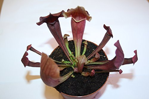Fleischfressende Pflanze, Schlauchpflanze, Sarracenia hybride 10-15cm