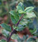 Stechpalme Ilex männlich Blue Prince 80-100cm - ilex meserveae