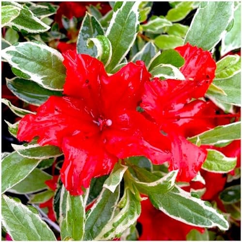 GrowOn Shrubs [x3] Dwarf Japanese Azalea Japonica Hot Shot | Multi-Pack | Evergreen Shrubs | Outdoor Garden Ready Plants | Spring Flowering | Reddish-Orange Flowers