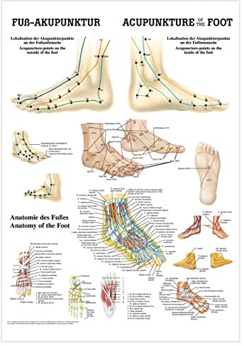 Rüdiger Fuß-Akupunktur Poster Anatomie 70x50 cm medizinische Lehrmittel