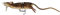 Savage Gear 3D Rad 20cm 32g Braun Oberflächenköder - Fischköder - Fischhaken