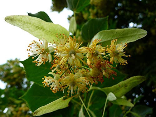 15 Samen von Tilia platyphyllos (Linde)