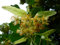 15 Samen von Tilia platyphyllos (Linde)