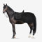 HORZE Kiel Fleece Ausreitdecke, Schwarz, 135