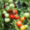 Tomatensamen Veranda Red F1 10 Stück - ertragreiche, besonders süße Balkontomate