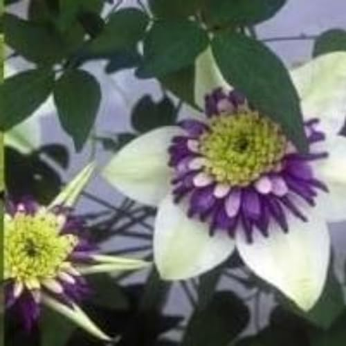 Clematis zwiebeln,winterhart mehrjährig,clematis onion,clematis viticella,clematis waldrebe,clematis winterhart mehrjährig immergrün,clematis pflanzen,clematis große blüten.-4zwiebeln-I