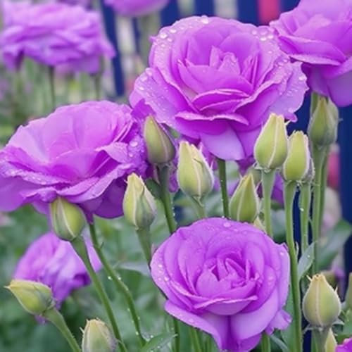 500 Pièces Graines d'Eustoma, Graine de Fleurs d'Eustoma, Graines Fleurs à Semer, Rare Semences de Lisianthus pour Jardin et Balcon, Tolérant à La Sécheresse, Adapté aux Débutants (Violet)