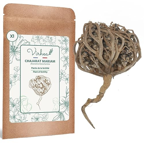 Rosa di Gerico X1, Chajarat Mariam - Taglia XL - Pianta che favorisce la fertilità - Anastatica Hierochuntica [soddisfatti o rimborsati]