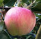 Apfel Aport, Apfelbaum Aport Almaata, Апорт Алмаатинский
