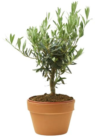 Mini Olivo |Maceta de Cerámica | DECOALIVE | Árbol Natural