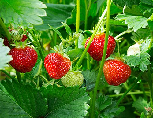 Grow Your Secret Garden Strawberry Rugen Improved Seeds-Sweet