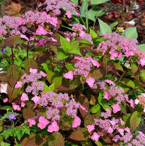 Teller Hortensie Daredevil 30-40cm - Hydrangea serrata