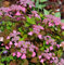 Teller Hortensie Daredevil 30-40cm - Hydrangea serrata