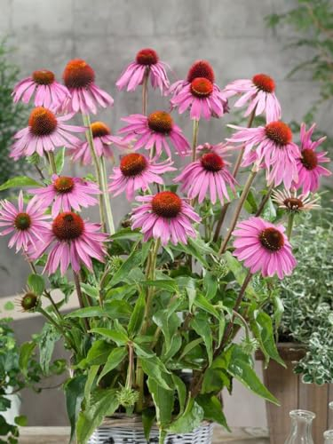 Echinacea purpurea 'Leuchtstern' ca. 9x9 cm Topf - Purpur-Sonnenhut, leuchtend rosa Blüten, Blütezeit Juli-September, bienenfreundlich, pflegeleicht