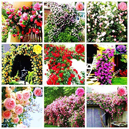 Mixto: 200 / Bolsa rosales trepadores Semillas Semillas de flor de Rose del jardín de flores perennes para jardín Plantar Semillas De Bonsai