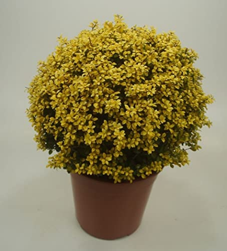 1 x Ilex crenata 'Golden Gem' Kugel 30-40 cm (Buchsbaum Ersatz/Immergrün/Winterhart/Mehrjährig) gelber Berg Ilex - Der goldene Glanzpunkt für Ihren Garten - von Stauden Gänge