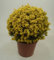 1 x Ilex crenata 'Golden Gem' Kugel 30-40 cm (Buchsbaum Ersatz/Immergrün/Winterhart/Mehrjährig) gelber Berg Ilex - Der goldene Glanzpunkt für Ihren Garten - von Stauden Gänge