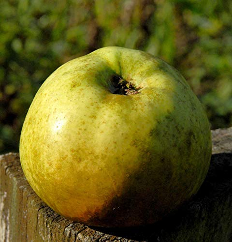 Apfelbaum Jakob Lebell 60-80cm -Herbstapfel und sauer