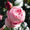 Kletterrose Giardina in Rosa - Kletter-Rose Nostalgie winterhart & duftend - Pflanze für Rankhilfe wurzelnackt/Wurzelware von Garten Schlüter - Pflanzen in Top Qualität