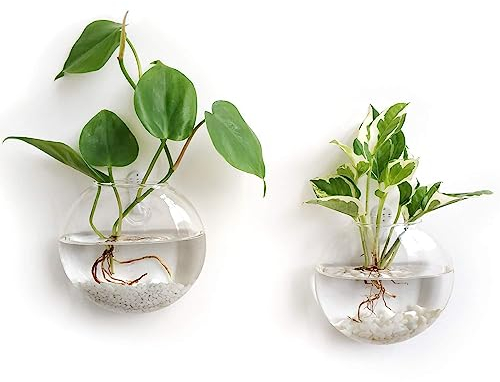 Orimina 2 Stück Glas-Pflanzgefäße Wandbehang Pflanzgefäße Runde Glas-Pflanztöpfe Hängende Luft-Pflanztöpfe Blumenvase Air Plant Terrarien Wandbehang Pflanzenbehälter 11,9 cm Durchmesser