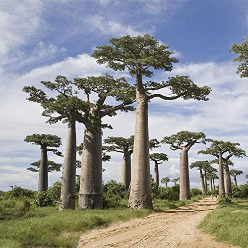 Haloppe 200 Pz Baobab Piante Semi per la Piantagione del Giardino di Casa, Baobab Pianta Perenne Semi di Albero Giardino Cortile Strada Campo Decorazione Esterna Semi di Baobab