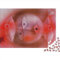 Paul Klee Weltberühmte Gemälde Holz-Puzzle Für Erwachsene 1000 Teile, Hölzernes Kunst Puzzle, Gemälde Puzzles, Lernspiele, Tolles Geschenk, Wohnkultur 1000pcs