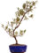 Bonsai - Jap. Satsuki Azalee 'Saran', Rhododendron indicum 218/163