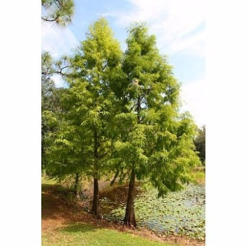 50 Pond Cypress Tree Samen, Aufrechte Sumpfzypresse