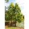 50 Pond Cypress Tree Samen, Aufrechte Sumpfzypresse