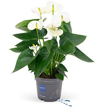 Planta de Interior Anturio con Flores de Color Blanco Planta Natural para Decorar el Hogar