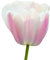 The Bulb Farmers - 64 x Tulpe 'Royal Pride' - Weiß mit Rosa - Blumenzwiebeln direkt vom Züchter - Frühjahrsblüher - Zwiebelgröße Z 12/- (die optimale Größe für den Garten) - Secure Shopping