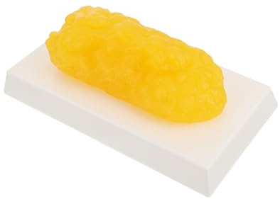 HOUDERCO Realistic Human Body Fat Model for Fitness Motivation Anatomical Fat Tissue Copy with Accurate Texture and Weight Educational Tool for Diet and Physiology Learning
