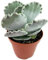 Fangblatt - Cotyledon undulata - seltenes Muschelblatt - pflegeleichtes Dickblatt für das sonnige Fensterbrett - dekorative Sukkulente für Ihre Wohnung