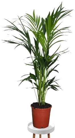 DECOALIVE Kentia Palmera 120 cm de Altura Planta Natural