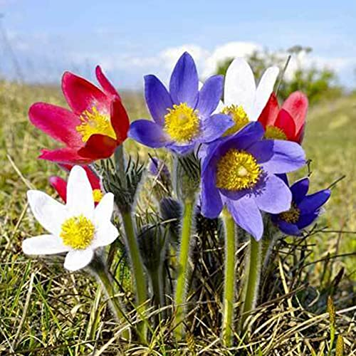 Benoon Blumensamen 100 Stück/Beutel Pulsatilla-Samen Staude Gute Ernte Mischfarbe Einfache Pflanze Blumensamen Für Balkon Samen
