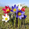 Benoon Blumensamen 100 Stück/Beutel Pulsatilla-Samen Staude Gute Ernte Mischfarbe Einfache Pflanze Blumensamen Für Balkon Samen
