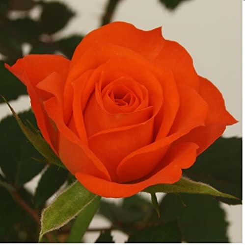 Rose - Patio Rose - 10.5cm (1, Orange)