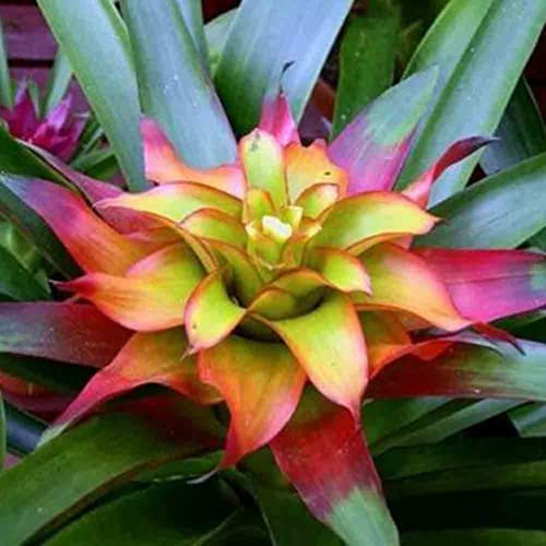 Generic Semillas suculentas de cactus de bromelia, 100 piezas Semillas suculentas de cactus de bromelia Jardín de su casa Planta ornamental de bonsái Naranja Semillas suculentas de bromelia