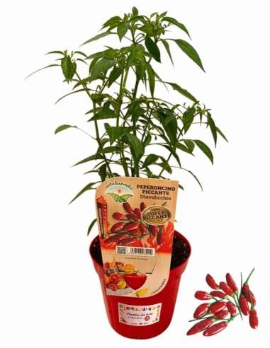 P. Piantine da Orto | Peperoncino Diavolicchio, Pianta in Vaso Diametro 14 cm, Pianta Pronta per il Trapianto, Pianta Vera, Frutta da Mangiare, Vivaio Italiano