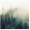 Bilderwelten Fototapete Wald 192 x 192 cm Vlies-Tapete XXL Waldtapete Wald Nebel Erwachen Smart Wandtapete Wanddekoration Wohnzimmer Schlafzimmer