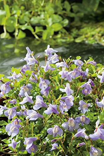 Blaues Lippenmäulchen (Mazus Reptans) Bodendecker im Topf - ganzjährig, violett-lila, winterhart, teppichbildend - Staude von Garten Schlüter - Pflanzen in Top Qualität