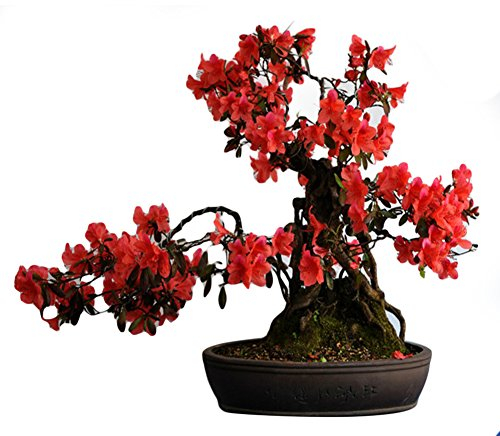 Rhododendron 10 Samen Rhododendron Simsii Samen - Bonsai Pflanzensamen für Gartenbau