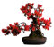Rhododendron 10 Samen Rhododendron Simsii Samen - Bonsai Pflanzensamen für Gartenbau