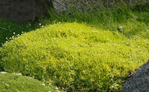 1 x Sagina subulata 'Aurea' (Staude/Stauden/Winterhart/Mehrjährig/Bodendecker/Immergrün/Pflegeleicht) Gold Sternmoos - Zarte Polster in leuchtendem Gelbgrün - Rasenersatz - von Stauden Gänge