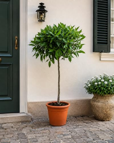 Laurus Nobilis Lorbeer Stämmchen 100–120 cm – Echter Lorbeerbaum im Kübel, Mediterrane Gewürzpflanze, Wintergrün, Aromatische Blätter, Ideal für Balkon, Terrasse & Garten