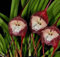 80 Stück kastanienbraune Orchideenblumensamen mit Affengesicht
